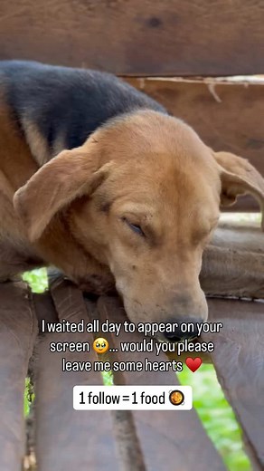 77K views · 6.7K reactions | If you don’t want to follow it’s okay ,just give me a heart in your favorite color 凉 | Isaac Pets | Facebook