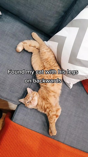 Cat with Backwards Legs: Found my Cat with Legs on Backwards