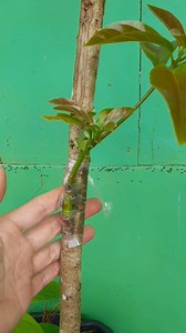 How to do budding technique on avocado tree step by step until succeeded #avocadografting #budding #avocado #fblifestyle | Grafting Techniques