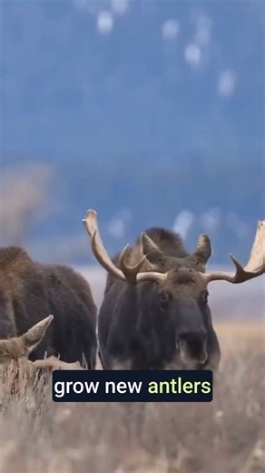 Moose Antlers: The Fastest Growing Bones on Earth!