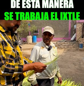 El ixtle de lechuguilla se utiliza en la fabricación de cepillos y brochas para usos industriales y domésticos, ya que tiene la propiedad de no producir electricidad estática que adhiera el polvo, lo que lo hace superior a otras fibras duras, y además es super resistente. | Zacatecas y su historia