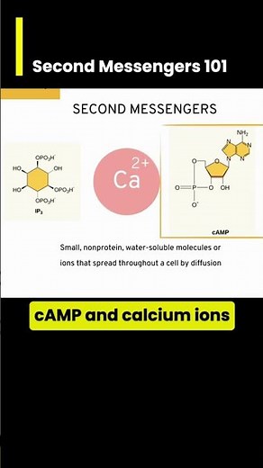Second Messengers 101: cAMP, IP3, Ca+