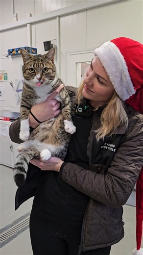 Nordjyllands Internat on Instagram: "13. DECEMBER: 4-ÅRIGE BANDIT ER ALT ANDET END EN BANDIT 😆 Bandit på 4 år er ankommet til os, fordi hans ejer desværre ikke længere kunne tage sig af ham. Da han kom ind, havde han brug for dyrlægehjælp og har efterfølgende brugt en del tid på at komme sig igen. I dag er Bandit endelig klar til at finde sit nye hjem, hvor han gerne må være både inde og ude. Han er en rigtig charmetrold og kælepot, og han vil være den perfekte makker i et hjem, der elsker en k