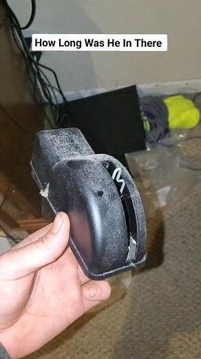 I had no idea this little guy was in there #mouse #mousetrap #decay #oddlysatisfying | The Clueless 2