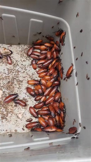 Madagascar Hissing Cockroach 🪳 (MHC, Hissers) - Colony Available - Individual Prices Available - CEBU ONLY PM for Details! 📩 | ExoPods PH