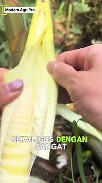 No Wonder Farmers Use This Method! Tricks to Harvest & Care for Vegetables Faster