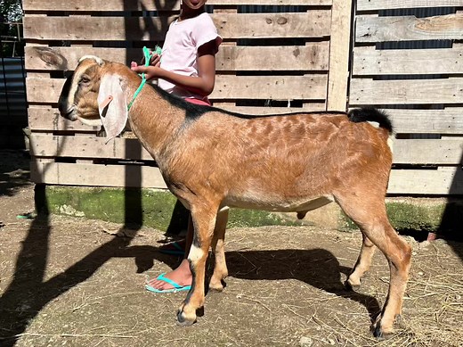 Our newly imported Nubian buckling “Goliath” #nubiandairygoats #goat #goatfarming #goatfarming #nubians #nubians #dairy #dairygoats #nubiangoats #goatsoftiktok #goat🐐