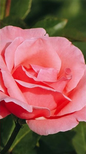 Katie Knew: Flash Fiction