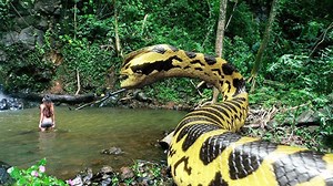 317K views · 2.7K reactions | Biggest Snakes Ever Found | Top 10s | Facebook