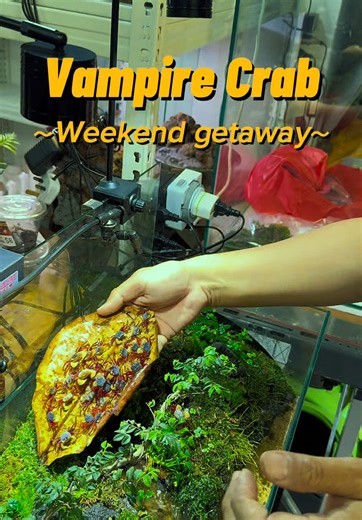 Housing Vampire Crabs: A Complete Guide
