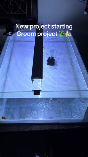 Specially goldfish grooming project let’s do together be with us forever 😁#aqurium #orandagoldfish #goldfishgrooming #goldfish #groomer