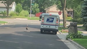 Person Driving Watches Persistent Turkey Chase Mailman