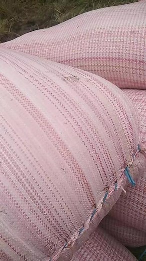 Letu Mahesa on TikTok