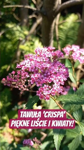 Japanese Spirea 'Crispa' - extraordinary leaves and beautiful flowers! 🌸 #shorts