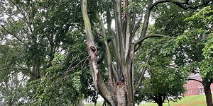 Historic tree on Southeast Missouri State campus cut down