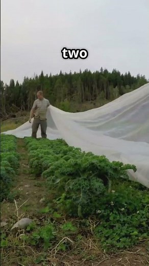 Winter Proof Your Strawberry Plants!