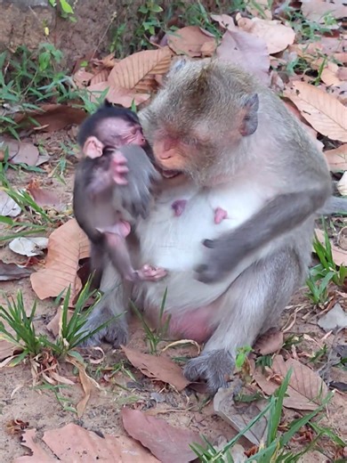 Baby Monkeys Restricted from Hugging and Drinking Milk