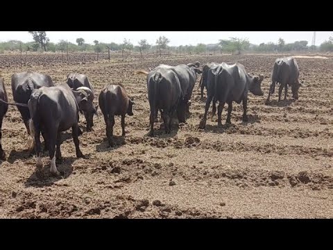 buffalo sun 🌞 લાઇવ છે! વાવાઝોડા એ ભુકા કાઢીયા હો