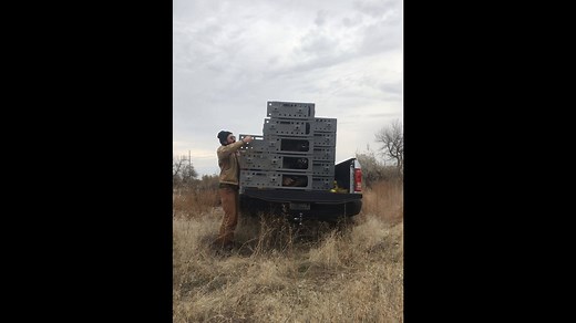 18K views · 292 reactions | WDFW is releasing hundreds of pheasants...