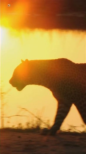 Leopard Sounds ( Growling Sound ) 🐅 (1)