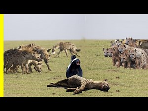 The Honey Badger Is The Most Fearless Animal In The World - Watch And Find Out Why! Honey badger