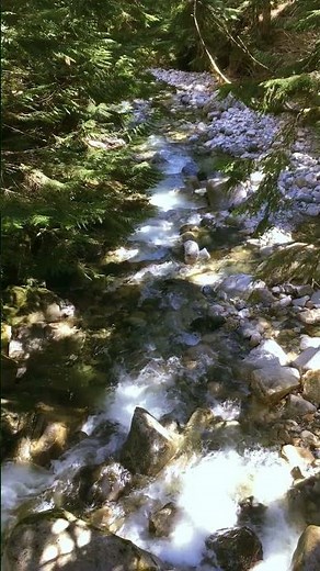 On Bridge Above | Into the Forest | Denny Creek Trail | Washington State #nature #forest #river
