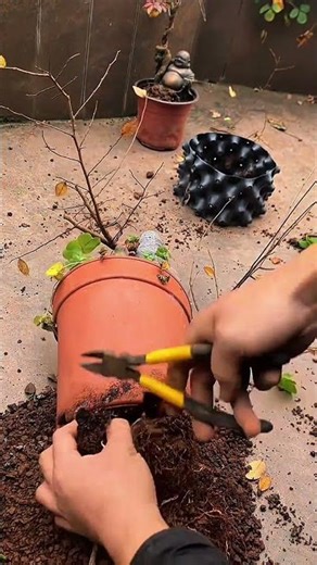 Bonsai Pruning Technique for Faster and Healthier Growth#bonsaicare