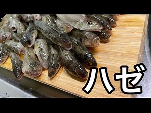 『マジか。』大量のハゼを捌くだけの動画。