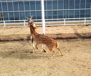 69K views · 227 reactions | Funny Kangaroo boxing | Amazing | Facebook