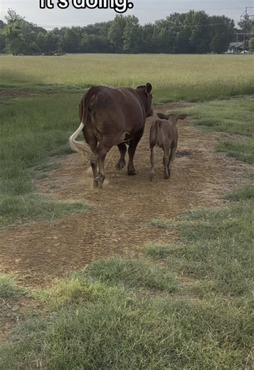 We’re emotionally invested in the views now. The cows, the calves, the entire operation. 🐄😂🤠 #farmlife #cattletok #beefmaster #ranchtok #cowtok #babyanimals #CattleLife