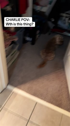 Slowly figuring each other out out…I love how Henry is so unbothered by Charlie😂