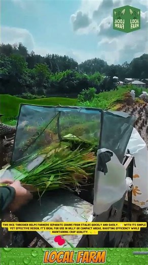 **Mini Rice Thresher – Efficient Harvesting on Traditional Fields 🚜** #innovation #agriculture