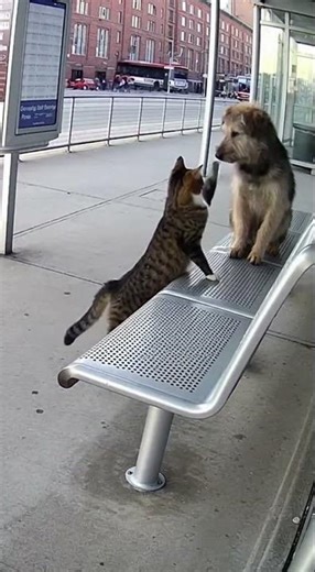 Cat Kicks Dog Off Bench Like A Boss