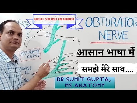 OBTURATOR NERVE ANATOMY