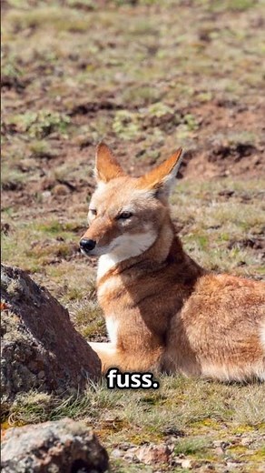 Meet the Ethiopian Wolf: The Underdog of the Wolf World!