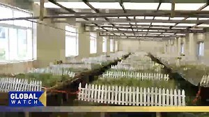 Subtropical plant reaches northeast China and boosts local agricultural development in Dalian city in northeast China's Liaoning Province. CGTN's You Yang and Lincoln Humphries are in Lyushunkou District of the city, exploring how green and circular agriculture is being used into the farming sector here. #PRC75years #ThrivingChina | CGTN Global Watch