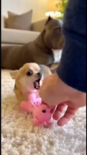 Don't Touch This Chihuahua's Pink Toy! 😤🐕 #shorts