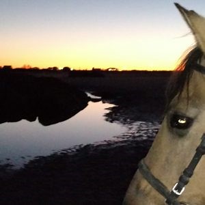 Hampton Beach Horseback Rides - English, western. October thru April