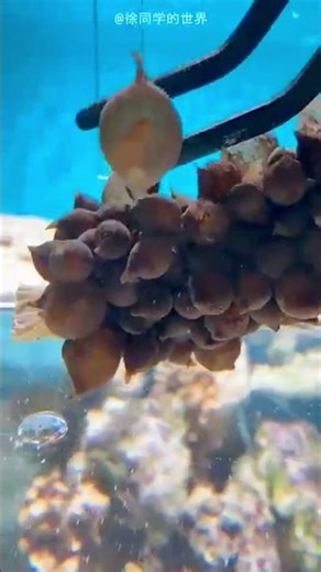 From One Tiny Egg to the Cutest Octopus Ever 🐙💙