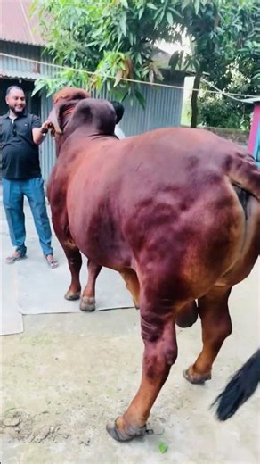 Mehedi Bhai of Sirajganj has a huge, well-built, red bull.