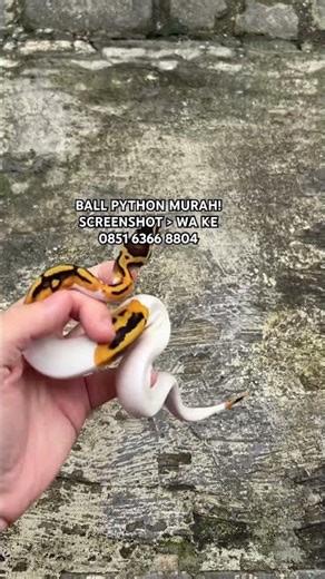 BALL PYTHON EKSLUSIF !