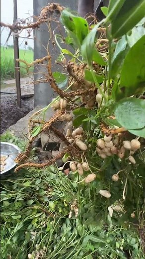 Our mungfali getting ready