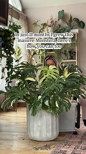 Follow me @channygrayhome and start your jungle journey 🥹 This is EXACTLY how I care for all of my Monstera! Sunlight: mine are in my living room with large southern and western windows! I’ve never met a monstera that doesn’t LOVE direct sunlight. Fertilizer/watering: I use HHHP Plant Food or the water from my fish tank to water! Water when completely dry and water DEEPLY (fertilizer with a discount code is linked in my bio) Soil: a chunky soil mix is a MUST for monstera. Too dense of a soil mi