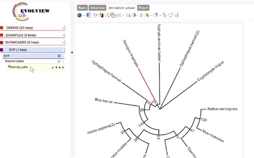 基因进化树的构建和美化（下） 【evolview网站美化进化树①】