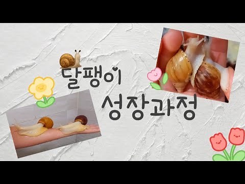 달팽이 성장과정!! | 금와 | 백와 | 성장과정| 🐌