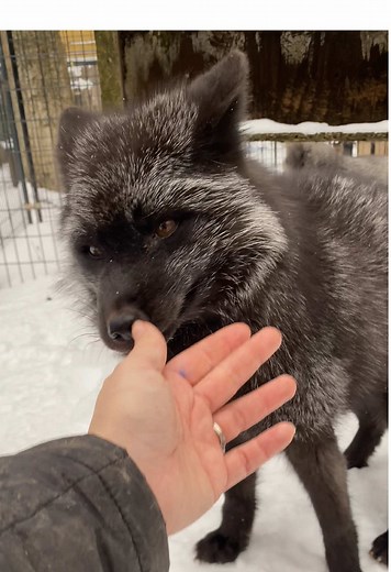What Sounds Do Red Foxes Make When Affectionate?