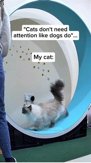 Cats don’t need constant attention… but they do want to keep rolling! 🐱💨 Fit n Fun Cat Wheel = endless fun for your independent furball! Video credits to our friends at @Theflooftales #ErgoPurrch #CatComfort #HappyCats #fitnfuncatwheel #CatLovers #PurrfectDeal #HolidayReady | Fit 'n' Fun Cat Wheel