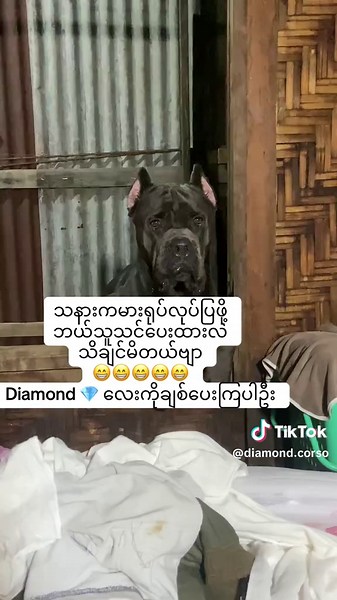 Diamond ကာမဲ: ဝန်းရံနဲ့သတိပေးလုပ်ပုံ (Guard Dog Canecorso)