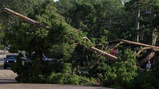 After the storm, here's what you can do to save your damaged trees