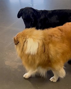 Lucy #collie turned her flirt on n OMDogness, Angus walked away... 😮😮😮 #wellInever #whatthefluff #dogdrama | Just Fur Kids Dog Daycare